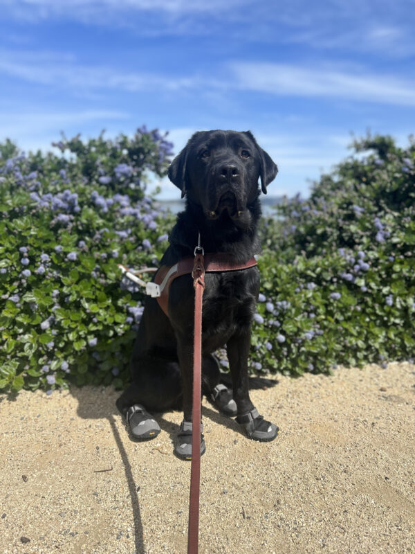 Black lab Monk is seated on a dirt path in front of a bush with small purple flowers. He is wearing a guide dog harness and boots on all four paws.