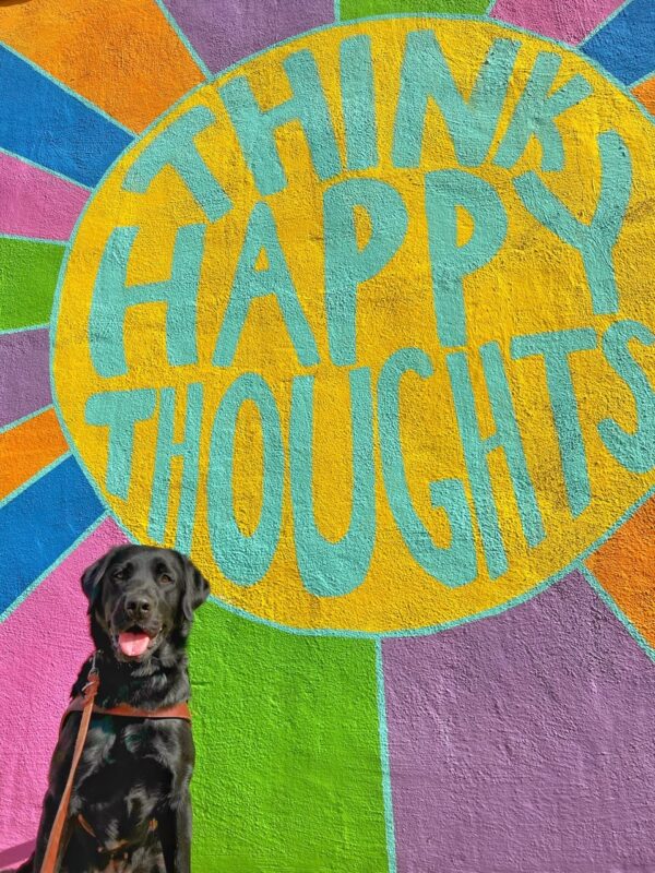 Taffy is in harness and sitting in front of a multi-colored mural that reads