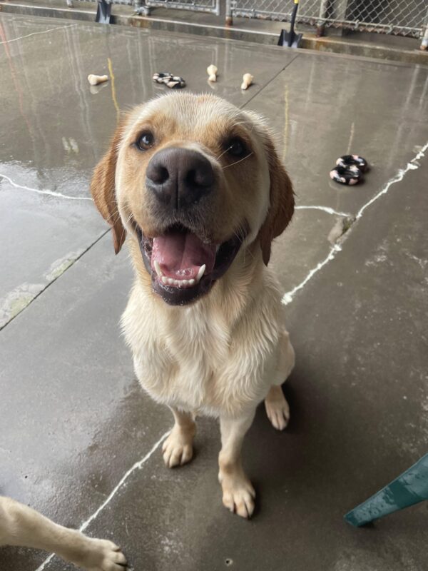 Yellow Labrador Golden Retriever cross Seeker sits in community run. His mouth is slightly open in a "golden smile," and some tug toys and bones are scattered around him.