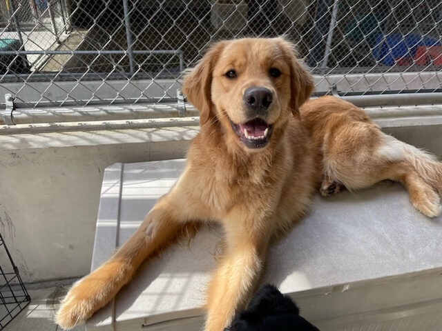 Dandelion lays on top of a plastic toy chest while playing in community run on the Oregon campus. She is looking towards the camera with her mouth open and a content expression.
