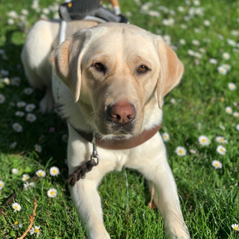 A close up shot of female yellow lab Parrot laying in the grass surrounded by small white flowers. She is in harness and gazing up towards the camera.