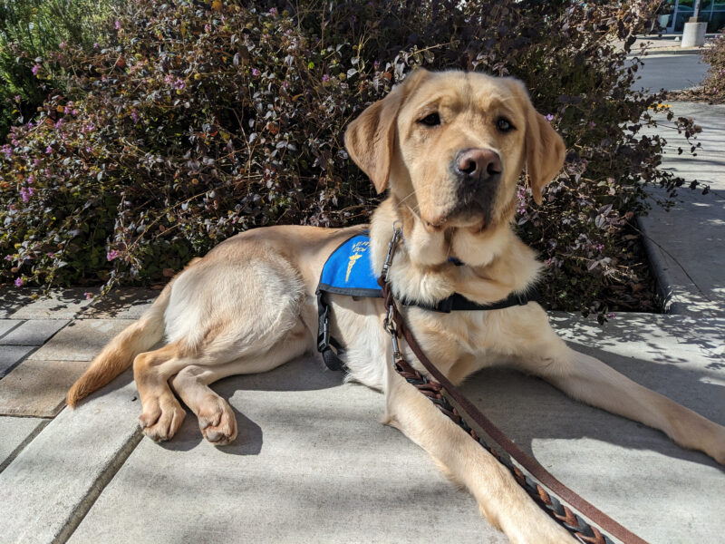Yellow lab Jackson is laying down outside facing the camera in his blue D4D jacket