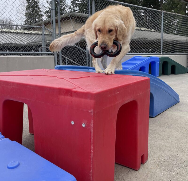 James standing on top of a play structure in community run with a tug toy in his mouth