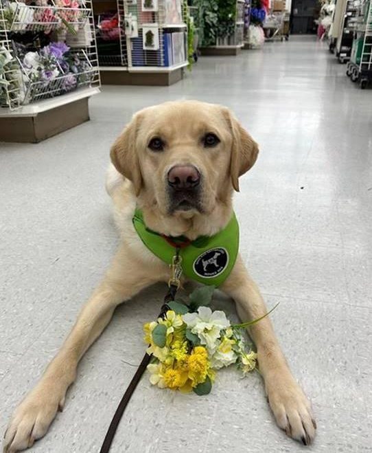 Jedi laying on the floor of a store with a bouquet of flowers between his paws