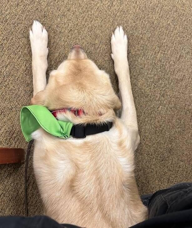 Jedi the Yellow Lab, wearing a green bandana, laying on the floor with his front paws stretched out. The photo is taken from above him.