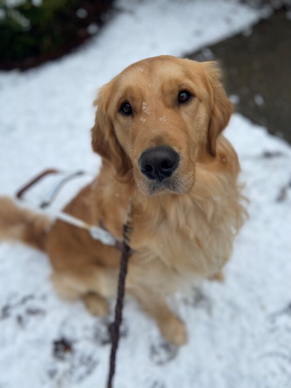 Jigsaw is sitting in the snow with his harness on. He is looking up at the camera and there are a few snowflakes on his face and nose.