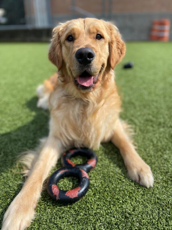 Jigsaw lays in a fenced in play yard. There is a figure eight goughnut in front of him and he is looking attentively at the camera with his mouth open and tongue slightly out.