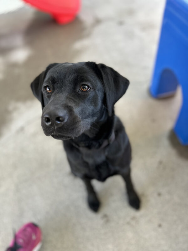 Josie sits next to a blue bench looking attentively at the camera