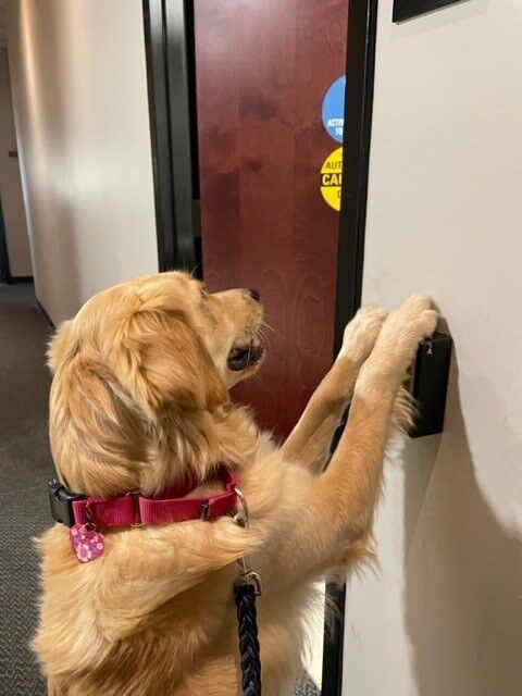 Katana the Golden, pushing an automatic door button with her paws.
