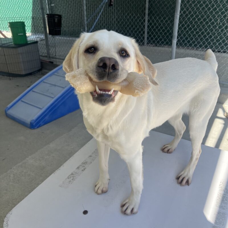 Keeper is standing on top of a play structure in community run. She is smiling at the camera with a bone in her mouth.