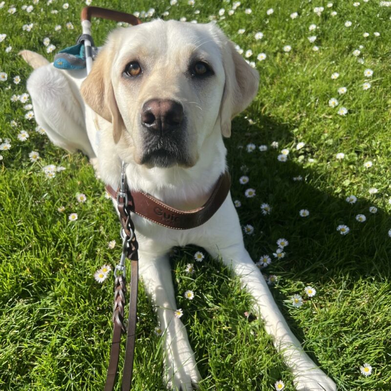 Keeper is wearing her harness and is laying in the grass surrounded by white flowers. She is gazing up at the camera.