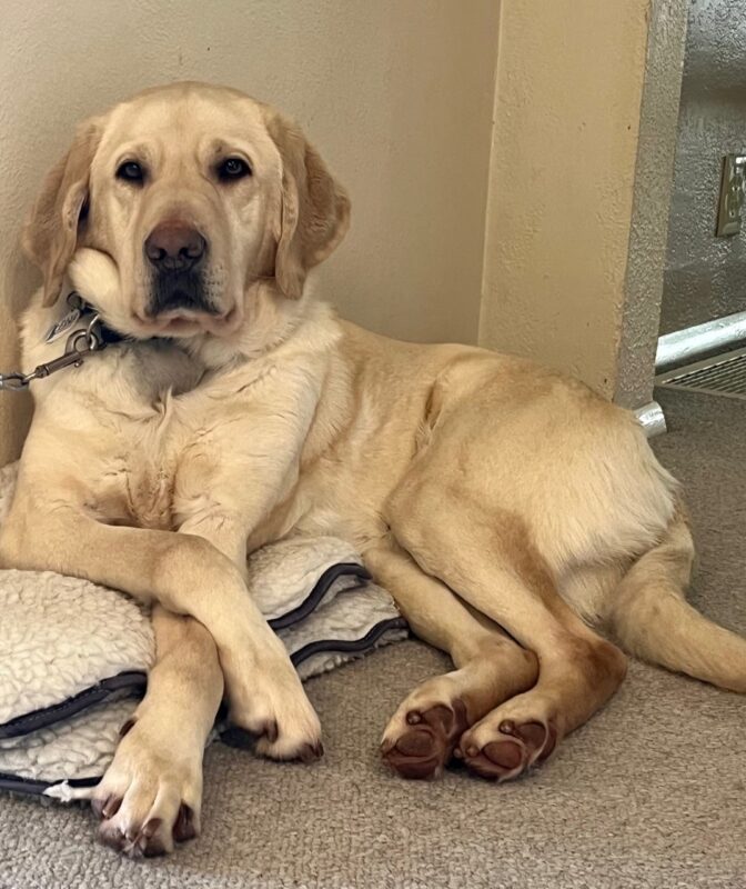 Kilby laying down on a rug with his paws crossed, like a proper gentleman.