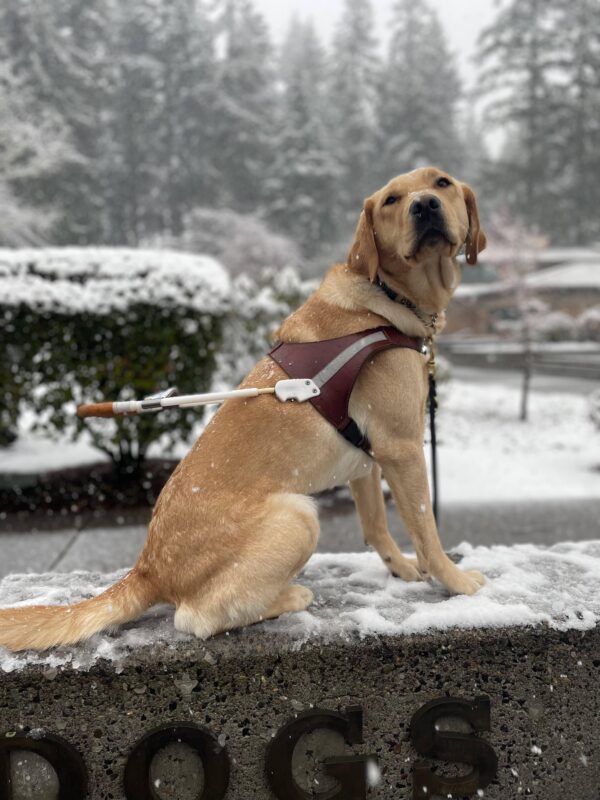 A dark yellow Labrador retriever, Leora, looks at the camera sitting on a concrete sign wearing her harness. It is lightly snowing all around her. Various greenery and large trees are behind her, lightly dusted with snow.