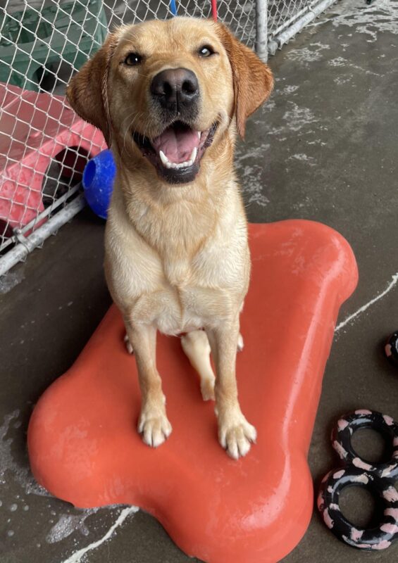 A dark yellow Labrador retriever, Leora, looks up at the camera with a happy smile. She is sitting on a red bone-shaped play structure in community run with various colorful play structures and toys behind her.