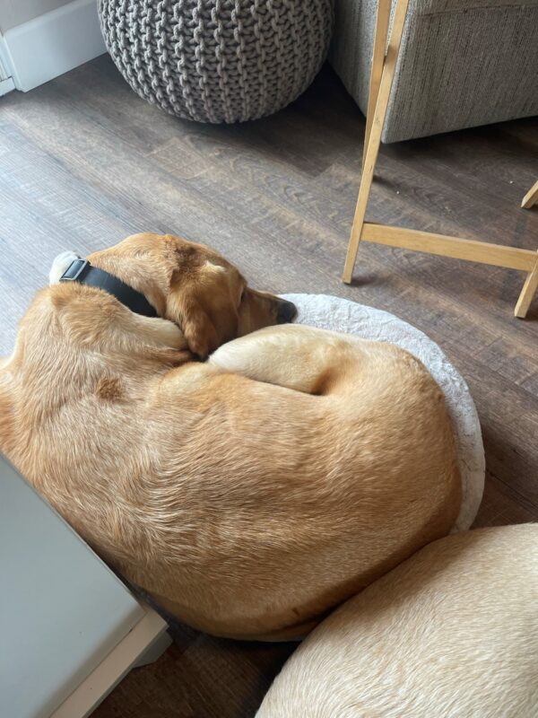 Yellow lab Lyle lies in a small cat bed.