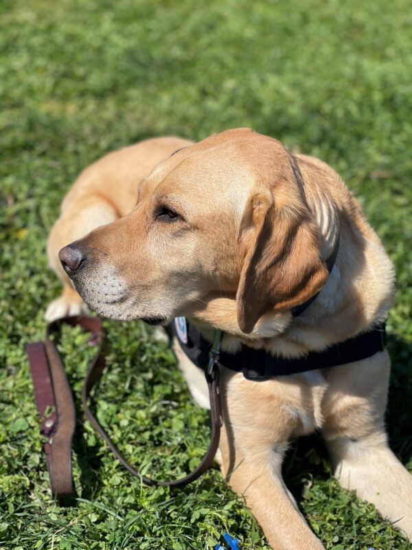 Lyle looks to the side while lying in the grass and wearing a NSSD vest and leash.