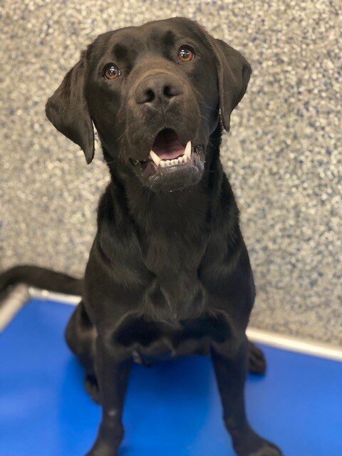 McGee sitting on his blue bed in his kennel run.