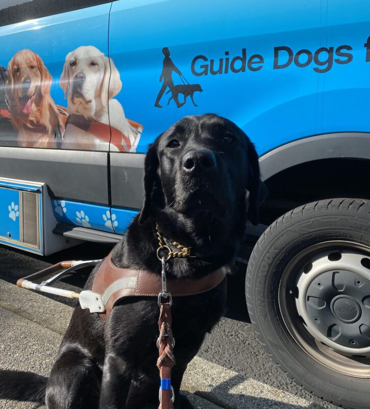 Black lab Nadia wears her harness and gazes at the camera while sitting in front of a blue GDB training van.