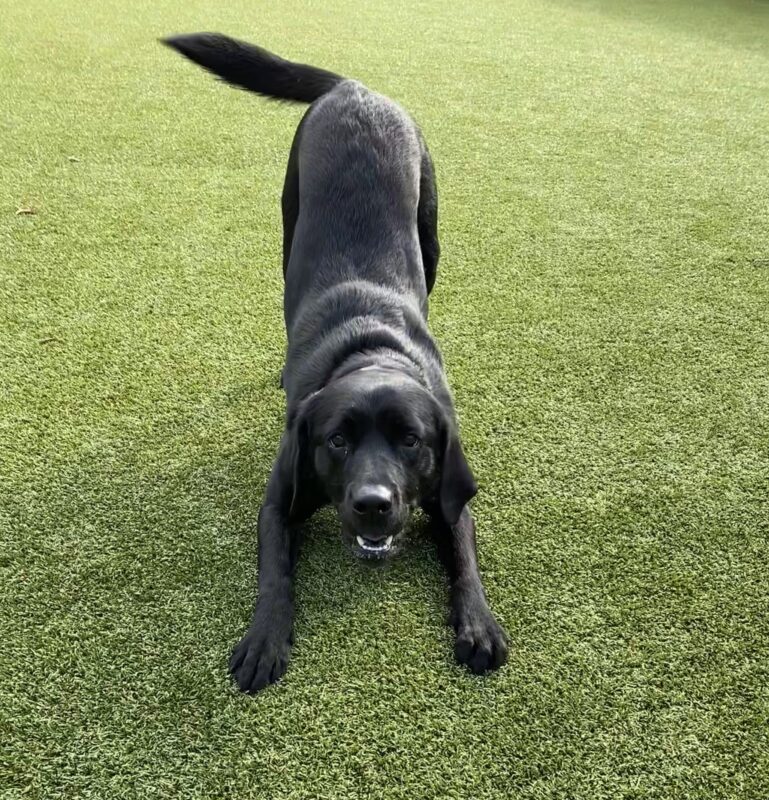 Black lab Nadia grins at the camera, play bowing against a green turf background.