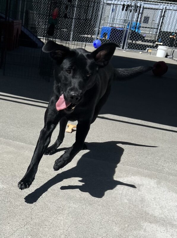 Navigator is mid-jump during community run. Both his ears are high above his head and his tongue is hanging out.