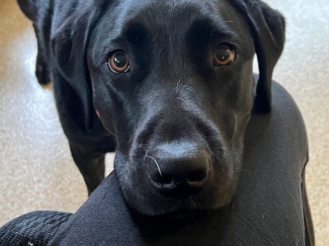 Black Lab Naylor looks into the camera with big brown eyes while resting his head on a trainer's leg.