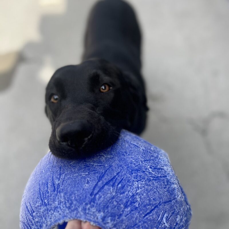 Nettie is in community run and is playing tug with a blue jolly ball.