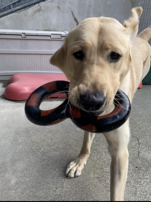 Male yellow lab golden cross Nimoy is in motion heading towards the camera. He is carrying figure eight shaped goughnut in his mouth.