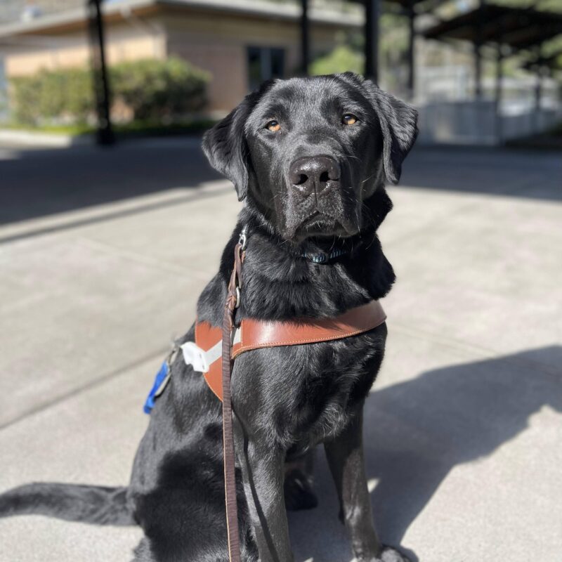 Nunzio sitting in front of a kennel, wearing his harness. He is gazing into the camera