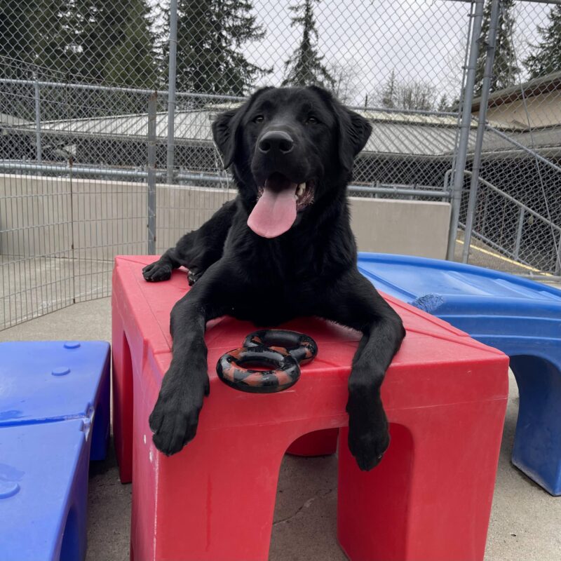 Nunzio is laying down on a play structure in community run. His tongue is hanging out and there is a tug toy between his legs.