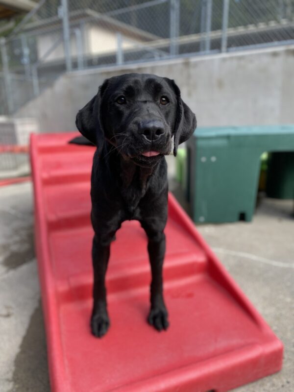 A female black lab is standing on a red play structure and is facing the camera. Her tongue is barely sticking out of her mouth.