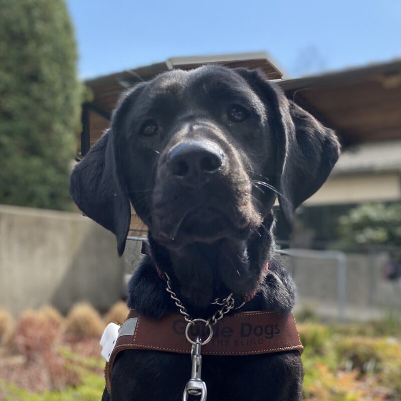 A petite female black lab is looking at the camera. She is wearing her brown guide dog harness and there is a beautiful blue sky behind her