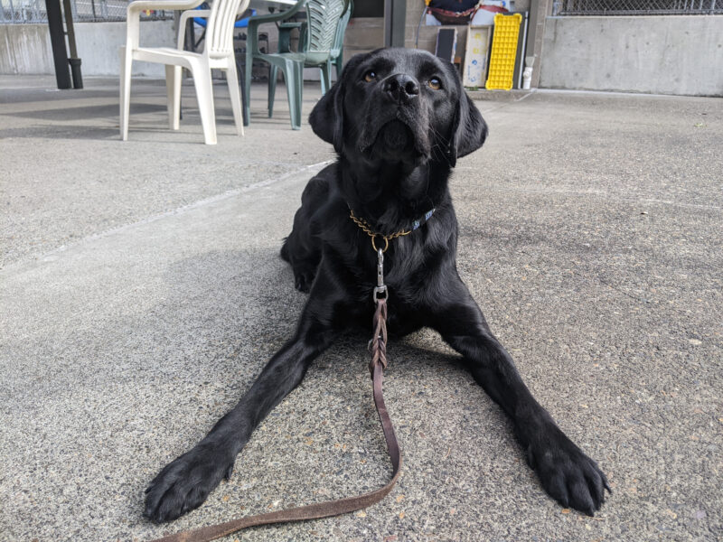 Monday lays on the ground outside of her kennels. Her legs are stretched out toward the camera.