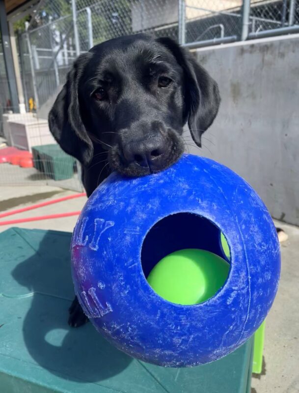 Panda is standing on a green plastic play structure in community run. She is holding her favorite blue jolly ball.
