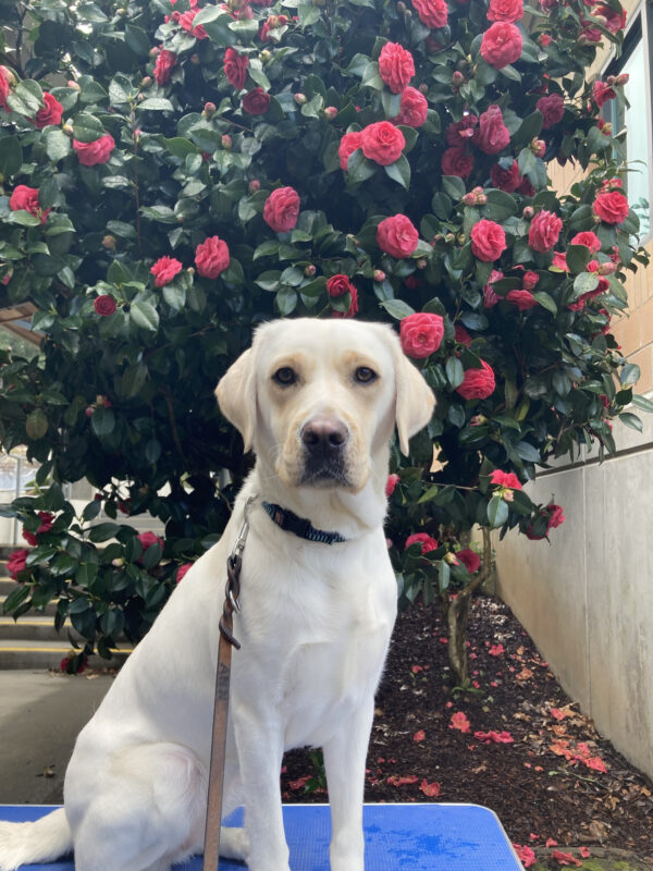 Yellow lab Parakeet sits in front of a bush with red flowers
