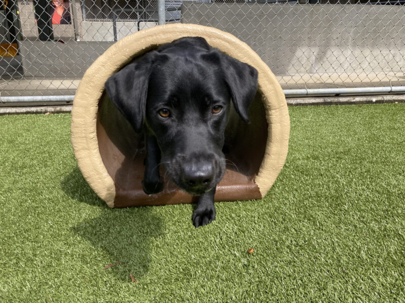 Black lab Patrice crawling through a log like play structure