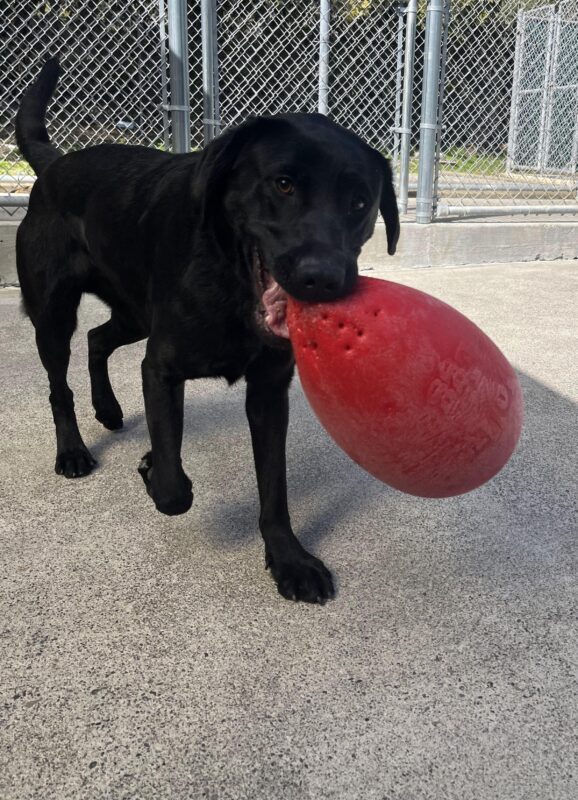 Pietro is gleefully running around with a large red jolly egg in his mouth. He is located in our community run space just outside of our kennel runs.