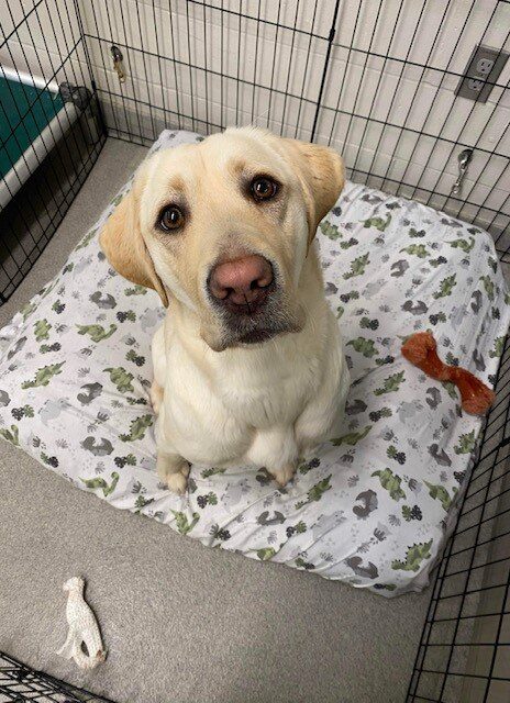 Up close photo of Sloan the Yellow Lab in an exercise pen.