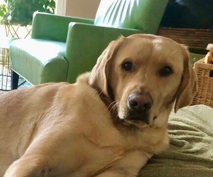 Yellow Labrador Talisman looking very relaxed leaning on his side and looking up at the camera. There is a green chair and a window in the background.