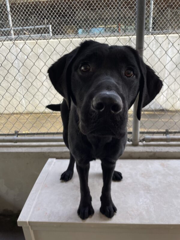 Valencia is standing on a play structure in community run. She is looking and leaning toward the photographer, awaiting a food reward.