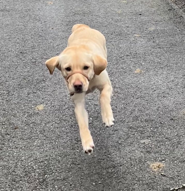 Venus the yellow lab, in full sprint in an enclosed yard.