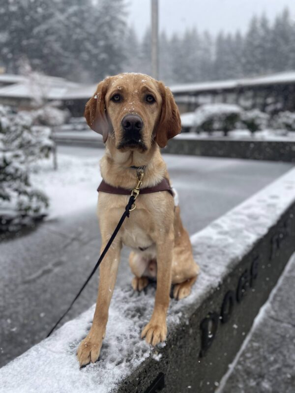 Yellow Labrador retriever, Vin, looks at the camera sitting on a concrete sign wearing his harness. It is lightly snowing around him. Behind him are various greenery and tall trees, lightly dusted with snow.
