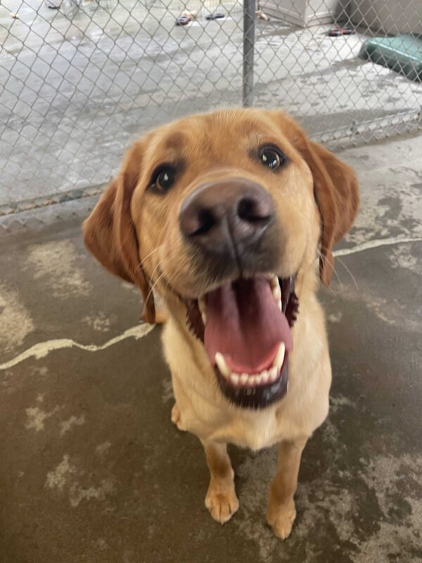 Yellow Labrador retriever, Vin, smiles at the camera while sitting in community run.