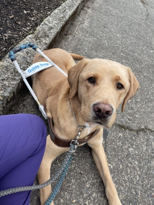 Whistler is laying down on the sidewalk, taking a break from a route. He is leaning towards his handler and looking at the camera.