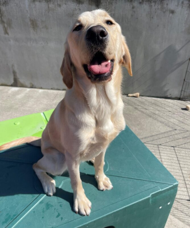 Wilcox is sitting on the green play structure in community run. He has a great big smile of his face.