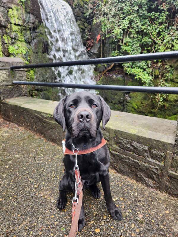 Wolf sits, in harness, on a stone staircase in Oregon City. He is directly facing the camera and a small waterfall is flowing behind him.