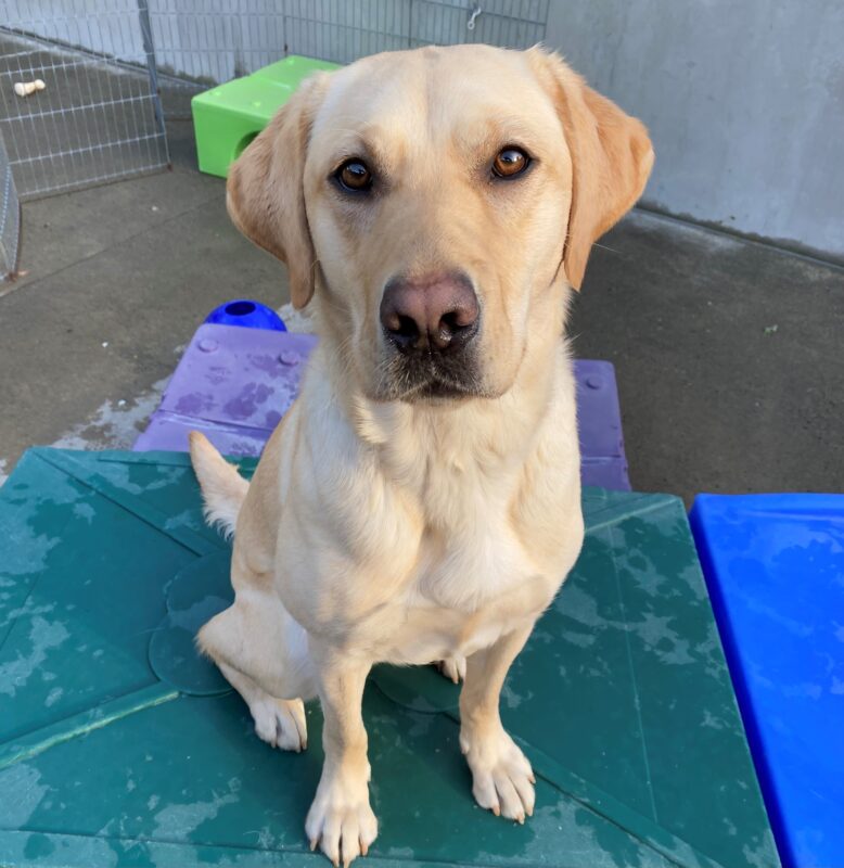 Young female yellow lab, Bombay, sits regally on top of a green, purple, and blue plastic play structure. She looks slightly up at the camera with a very subtle grin on her face.