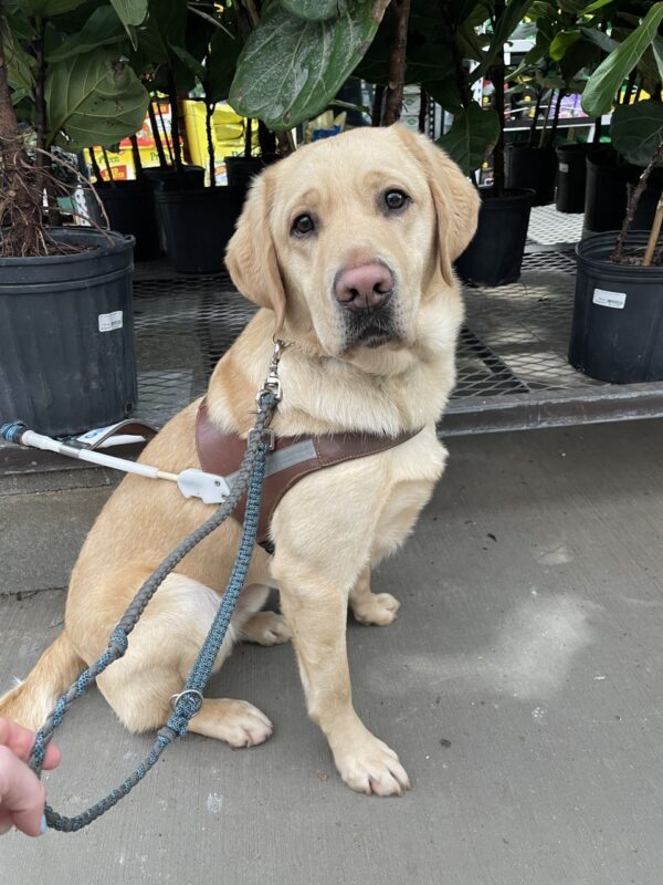 Flint is sitting in harness looking at the camera. Behind him is an assortment of plants at a hardware store.