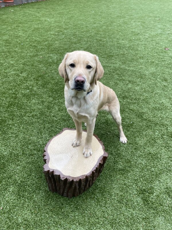 Flint is in the grass paddock on campus. He is standing with his two front feet on an artificial tree stump looking happily at the camera.