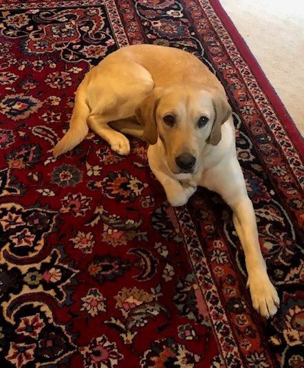 Friend laying down on a multi colored rug in the living room of her foster home.