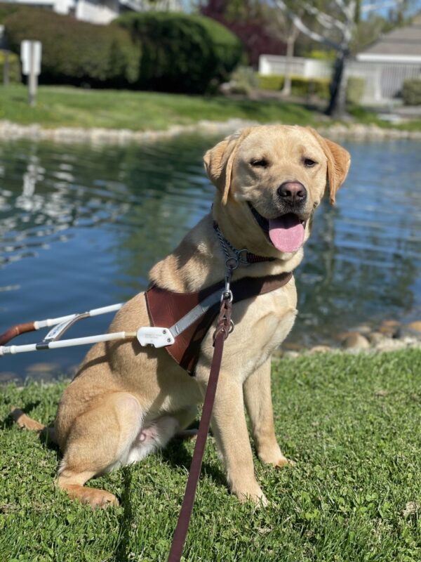 Male yellow Labrador Retriever Nesbit sits in front of a pond in harness and gazes towards the camera with his mouth open and tongue out. Some green bushes, grass and trees are blurred in the background.